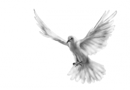 dove